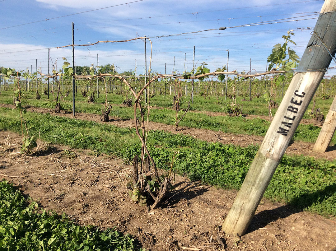 Fruitful shoots emerging 